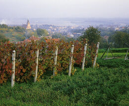 Moravští vinaři vezou deset zlatých ze soutěže ve Slovinsku