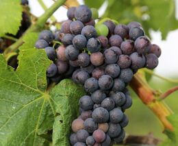 Algoritmus, který dokáže z vína určit odrůdu i zbytkový cukr