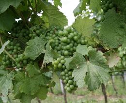 Vinaři letos opět nevyužijí celou kvótu pro výsadbu nových vinohradů