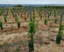 U nové výsadby vína letos zůstalo nevyužitých 40 hektarů