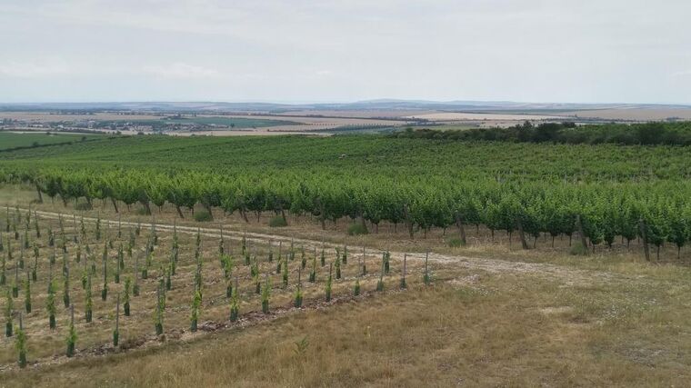Ústav: Z kvóty na nové vinice letos zůstalo 41 hektarů nevyužitých