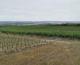 Ústav: Z kvóty na nové vinice letos zůstalo 41 hektarů nevyužitých