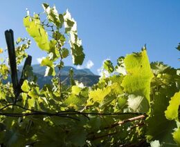 Pomocník vinaře, co maká za polovic, bez přestávek. Robot ovládaný telefonem