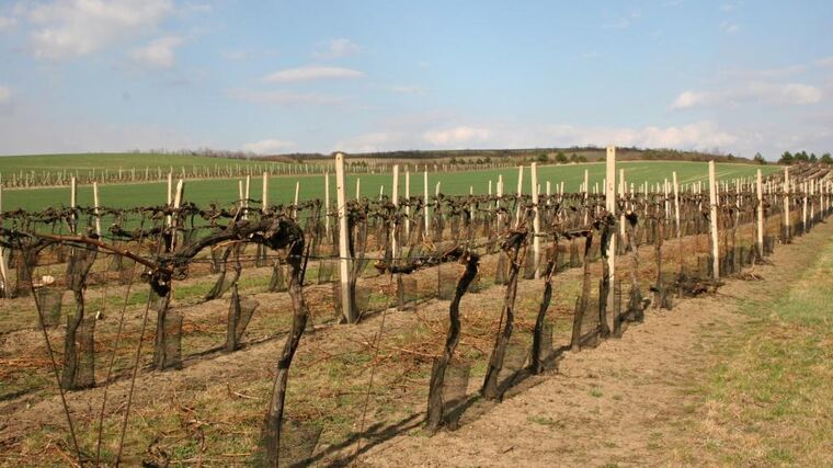 Vědci budou zkoumat půdní mikroorganismy ve vinicích