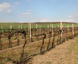 Vědci budou zkoumat půdní mikroorganismy ve vinicích