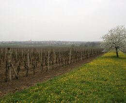 Vinaři prý nebudou chtít po státu náhradu za škody způsobené mrazy. Je to příroda, vysvětlují