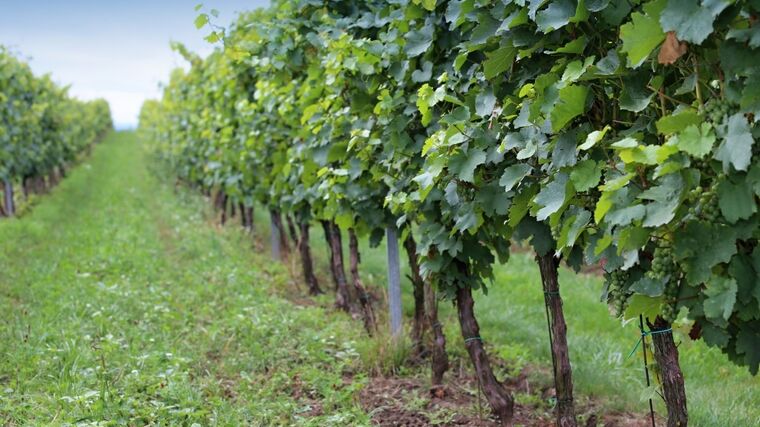 Vinic v České republice stálé přibývá, stoupá výměra ploch PIWI odrůd