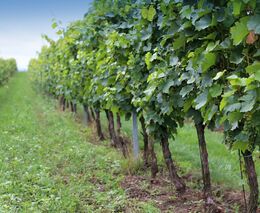 Vinic v České republice stálé přibývá, stoupá výměra ploch PIWI odrůd