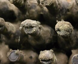 Jak se žilo na venkově ve starověkém Římě?