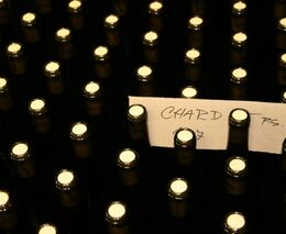 Oceňovaná vína z Čech koupíte především přímo u vinařů