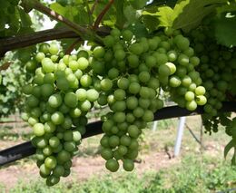 Kutnohorští vinaři přidávají do půdy biouhel, má zadržet vodu a živiny