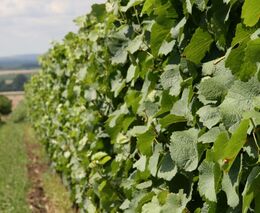 Seminář: Závažné choroby révy vinné, jejich výskyt a význam v ČR