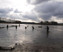Jihočeští rybáři zahájili jarní výlovy, ceny kaprů nezvyšovali 