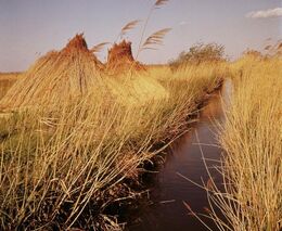 Farmářka z Ježkovic vybudovala na svém pozemku opatření pro zadržení vody, s náklady pomohl kraj