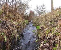 Má to smysl: obnova potoků do nich vrací život