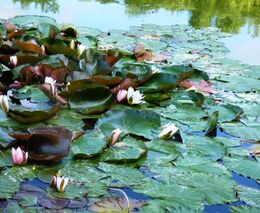 Novela vodního zákona míří ke schválení s desítkami návrhů změn