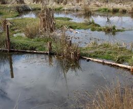 MŽP vyčlenilo 100 milionů korun na údržbu remízků, mokřadů a mezí