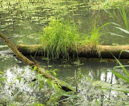 Majitel chce oživit zpustlý staletý rybník, ten ale nezapadá do dotačních kolonek