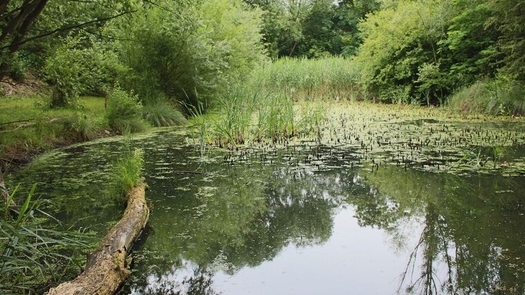 Nejzelenější vesnice Česka obnovila mokřady. Pomůžou s návratem vody do krajiny