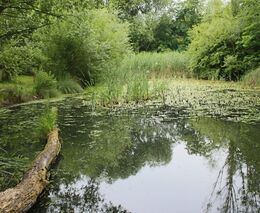 Dobrovolníci obnovují mokřady na Šumavě