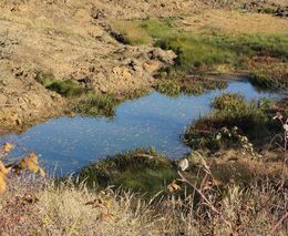 Vláda projedná nové podmínky pro zemědělce k získání evropské podpory
