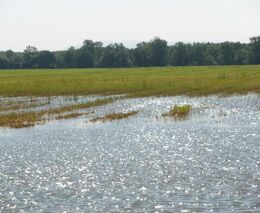 Výborný:Stát pomůže zemědělcům v zaplavených oblastech, nepřijdou o dotace