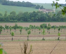 Francouzské agrolesnictví v praxi