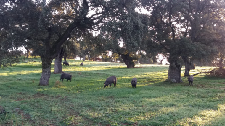 Katalánsko řeší, jak skloubit sucho a intenzivní chov prasat, píše Politico 