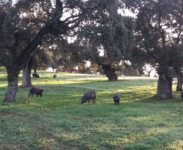 Katalánsko řeší, jak skloubit sucho a intenzivní chov prasat, píše Politico 