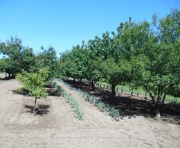 Týden podle PH č. 27 - 2020 (pH týdne: 7)