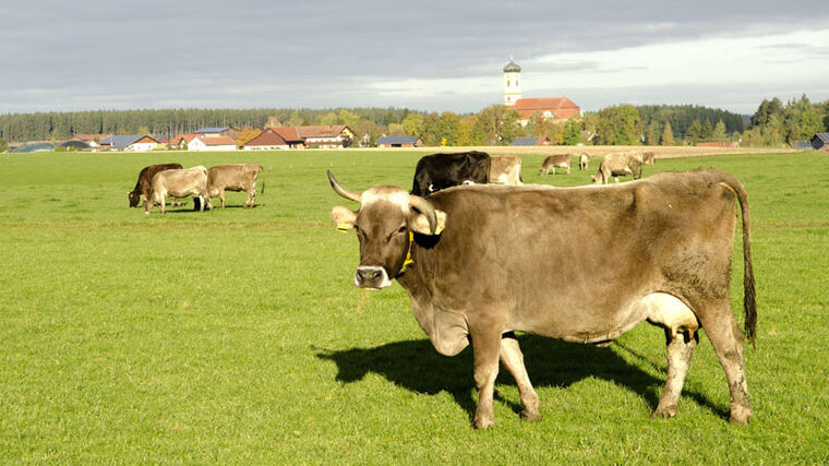 Čtyřicet farem a jedna společná sýrárna