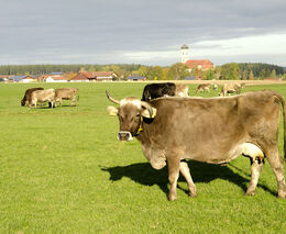 Čtyřicet farem a jedna společná sýrárna