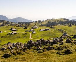 Společná pastva na Veliké Planině