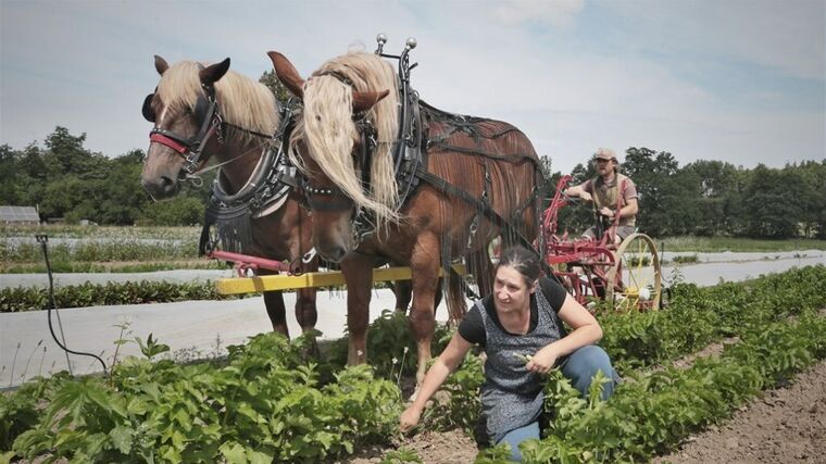 Když hospodaří celá rodina. Na farmě Lukava obdělávají půdu ručně i za pomoci koní