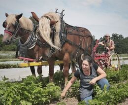 Když hospodaří celá rodina. Na farmě Lukava obdělávají půdu ručně i za pomoci koní