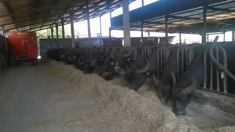 Generační obměna na buvolí farmě