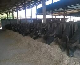 Generační obměna na buvolí farmě