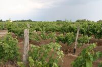 Relaxační pobyt v lázních Bükfürdó s výlety