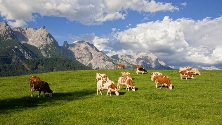 Farmáři se připravují na klimatickou změnu. Příkladem je Rakousko, kde zkoušejí i nové plodiny