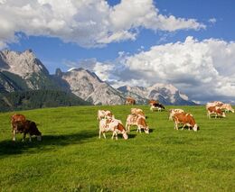 Farmáři se připravují na klimatickou změnu. Příkladem je Rakousko, kde zkoušejí i nové plodiny
