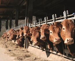 Vzdělávací pobyty v rámci programu Leonardo da Vinci