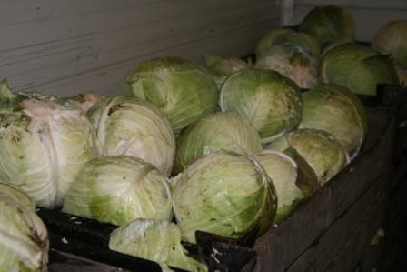 Na návštěvě u farmáře, který vsadil na zelí, brambory a cibuli