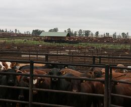 Jak jde zdolat SLAK bez likvidace chovu – africké zkušenosti