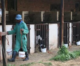 Na farmách v Jižní Africe