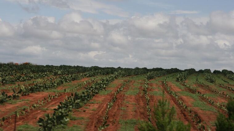 Farmář se rozhodl oživit zájem Afroameričanů o zemědělství. Založil pro ně farmu s akademií