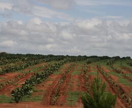 Farmář se rozhodl oživit zájem Afroameričanů o zemědělství. Založil pro ně farmu s akademií