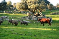 Andalusie - zemědělství mezi mořem a horami