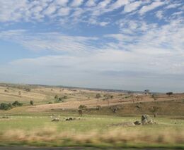 Hrozí nedostatek banánů? Zákeřná nemoc postihla farmy, Australané se bojí o úrodu