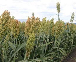 Potenciál odrůdy čiroku Ruzrok pro zelené biofumigační hnojení