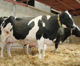 Do českých stájí proniká automatizace